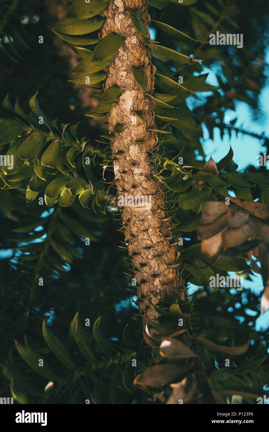 branch of araucaria bidwilli in nature Stock Photo