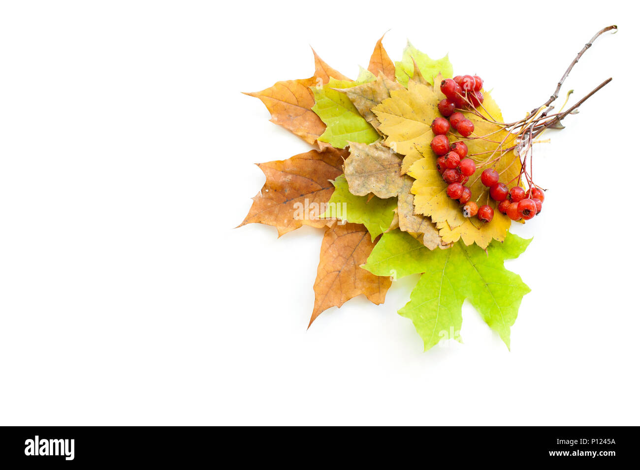 Colorful autumn leaves and red ripe hawthorn berries on white background. Stock Photo