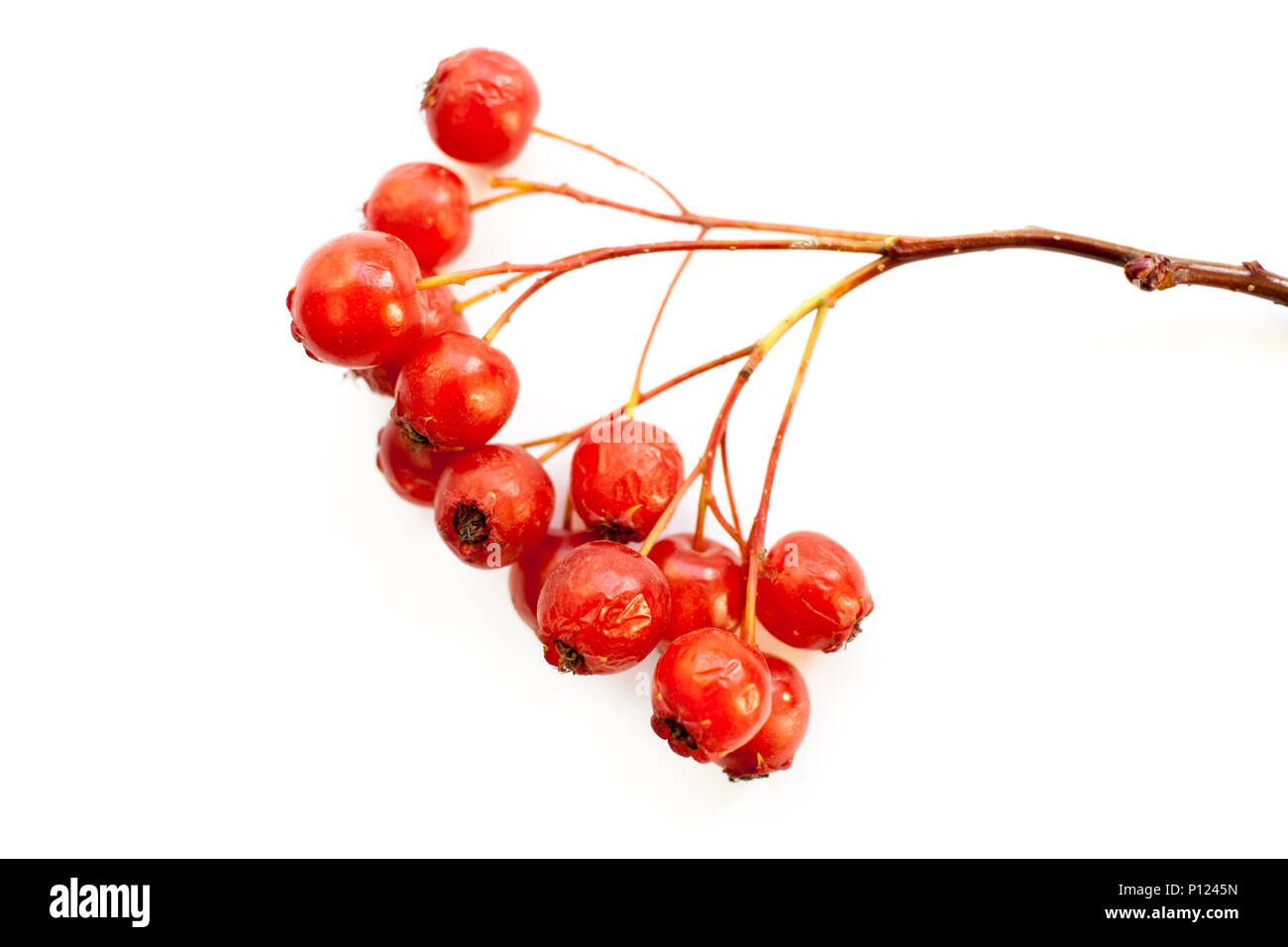 Close-up of bunch of red hawthorn berries on white background. Stock Photo