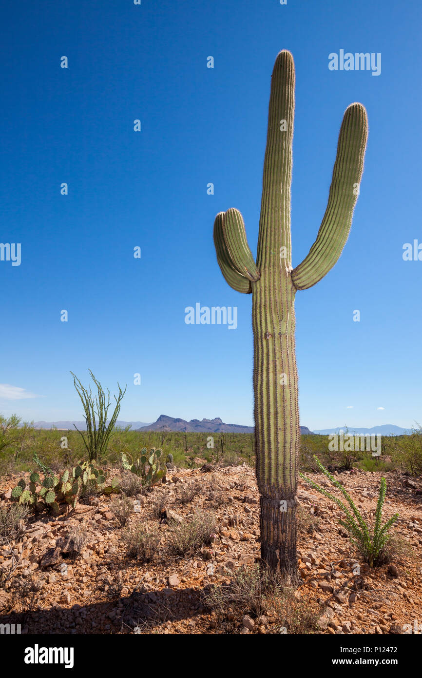 Saguaro Cactus ans Blue Sky Stock Photo