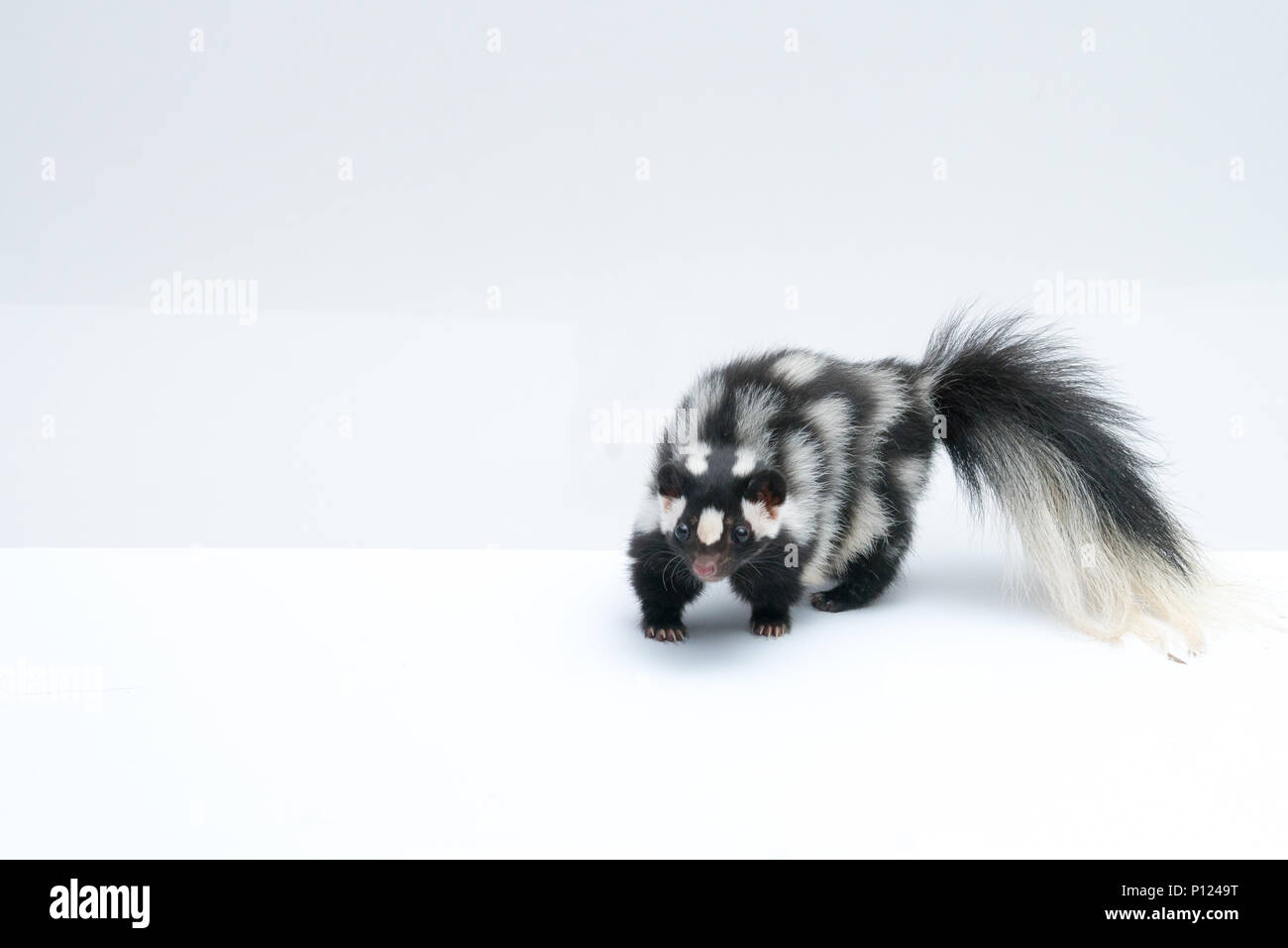 Spotted Skunk on White Background Stock Photo