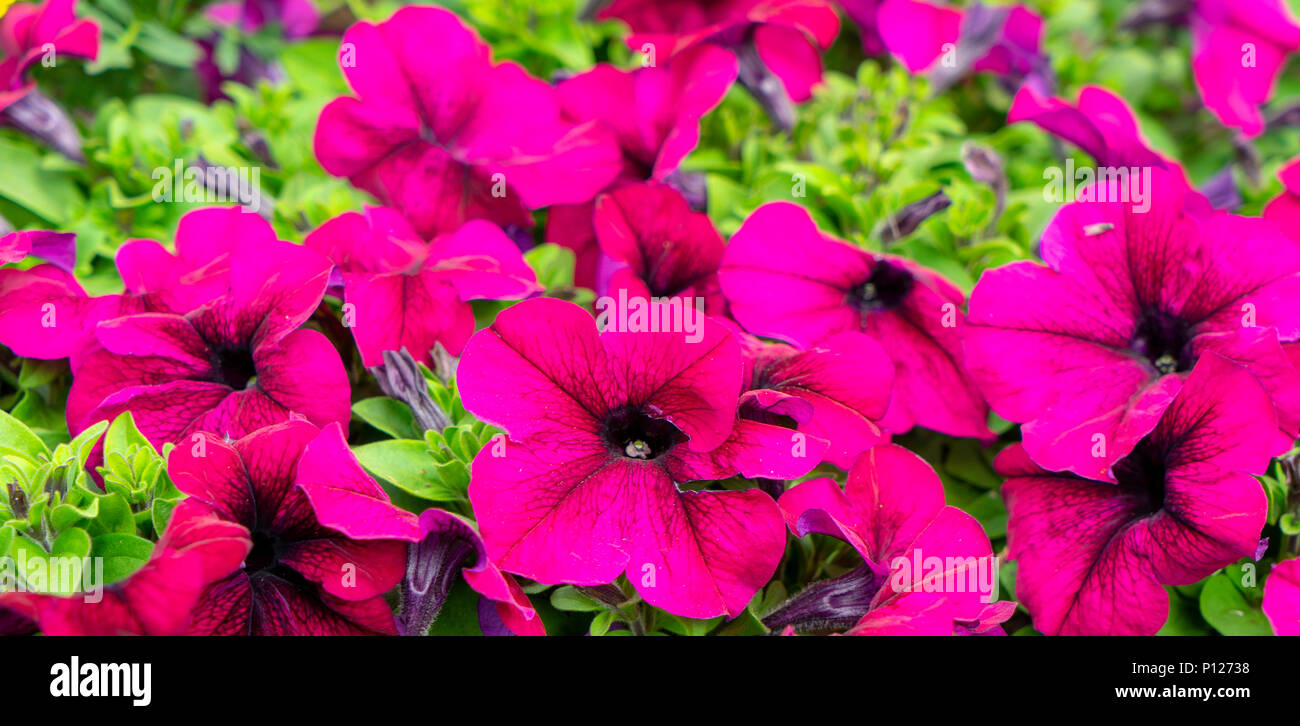 natural-flowers-in-garden-stock-photo-alamy