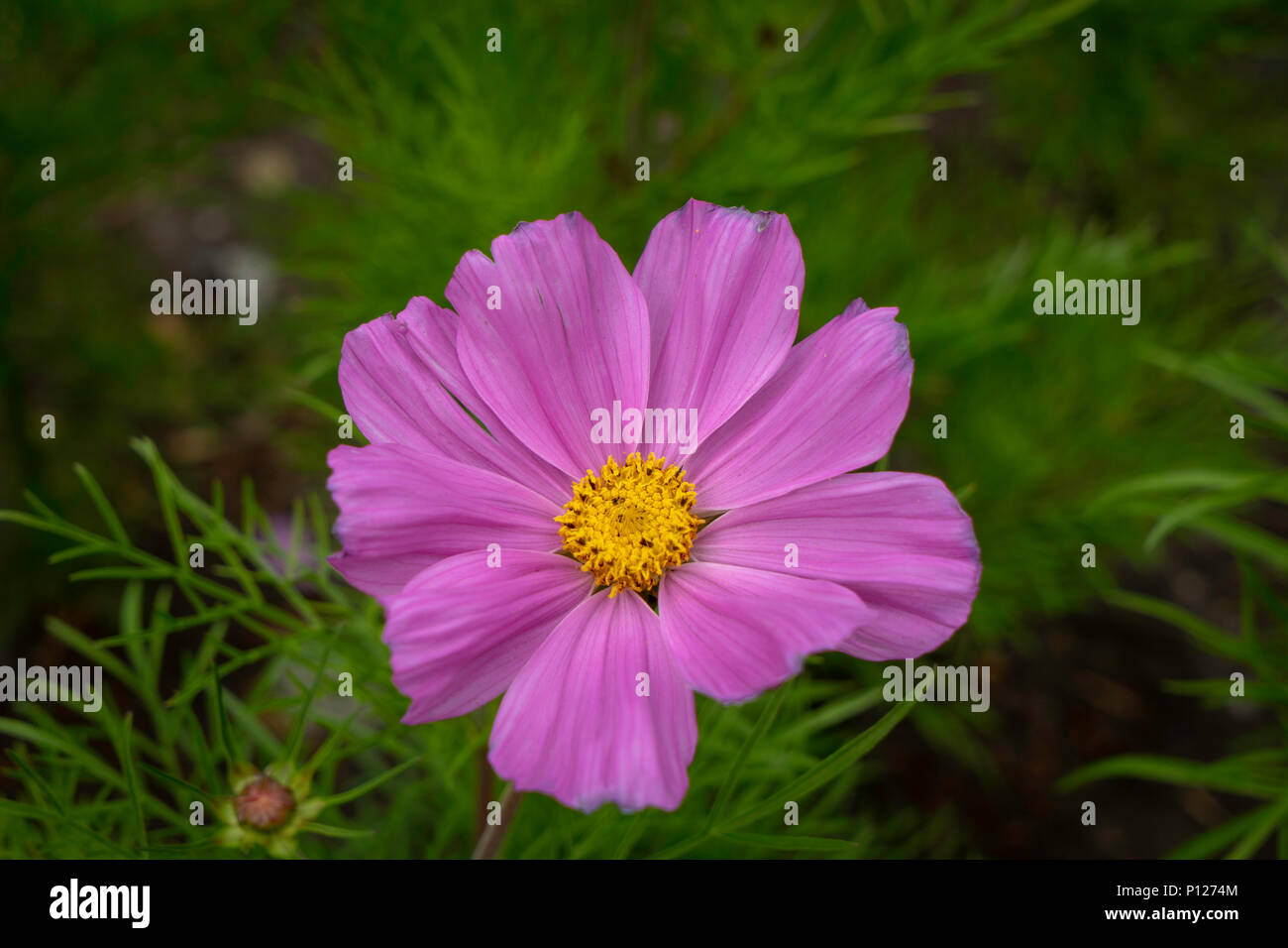 natural-flowers-in-garden-stock-photo-alamy
