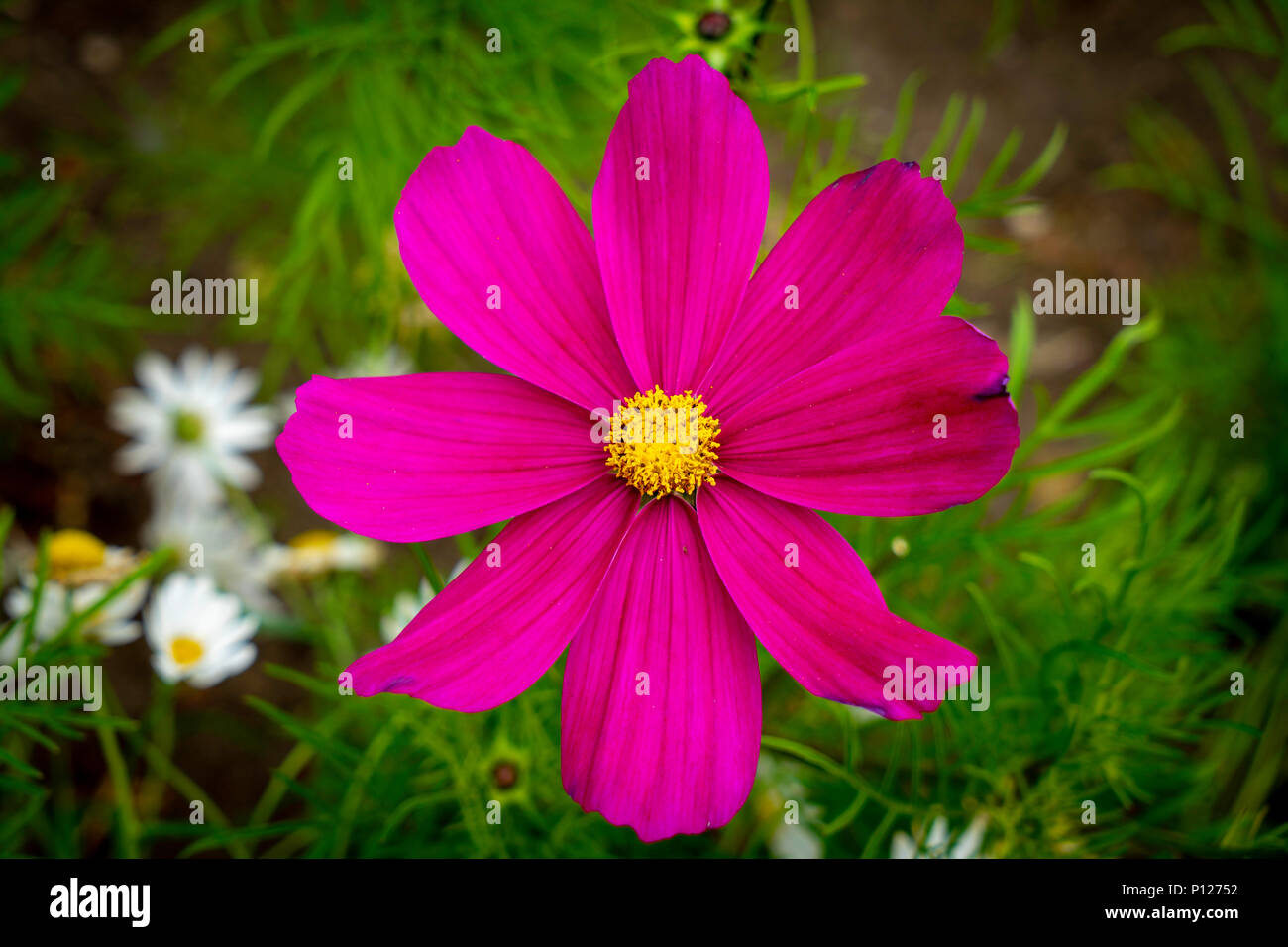 Natural flowers in garden Stock Photo - Alamy