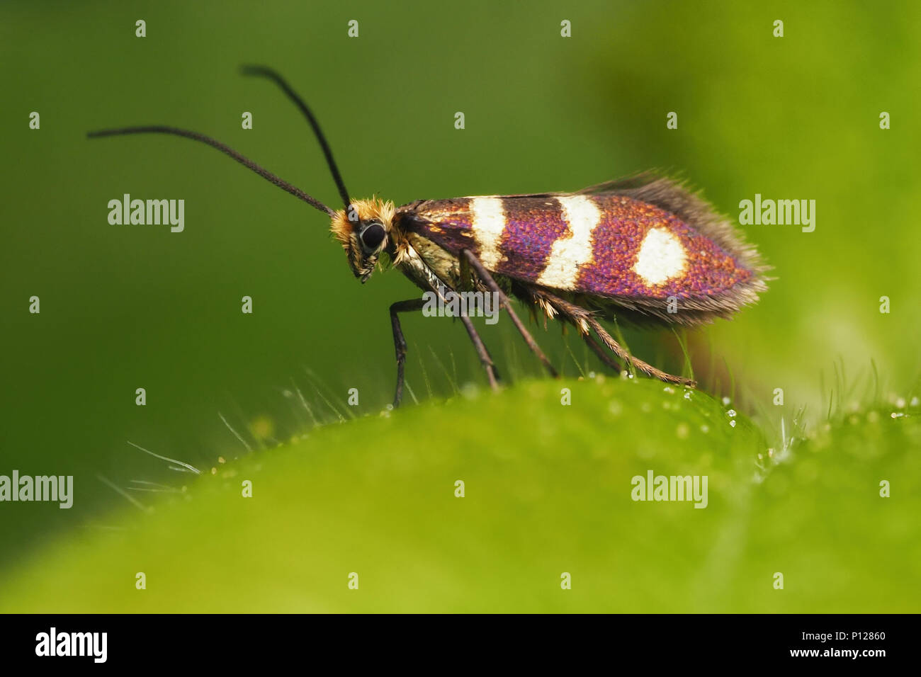 Micromoth (Micropterix aureatella) perched on bramble leaf. Tipperary, Ireland Stock Photo