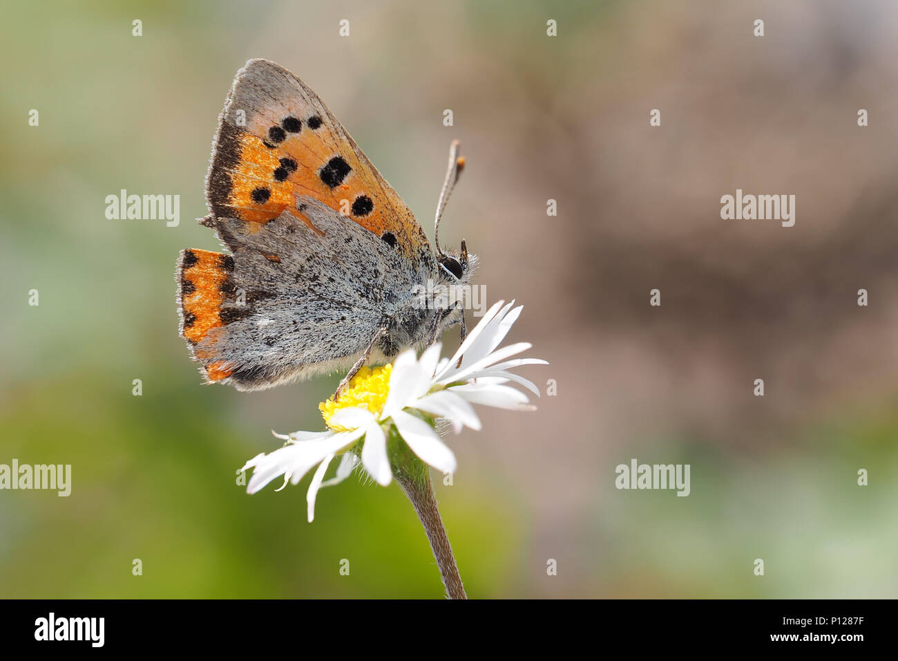 Small Copper butterfly with slight wing damage (Lycaena phlaeas) perched on daisy. Tipperary, Ireland Stock Photo