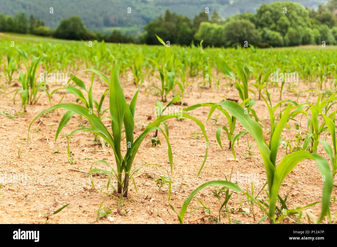 Closeup young corn plants hi-res stock photography and images - Alamy