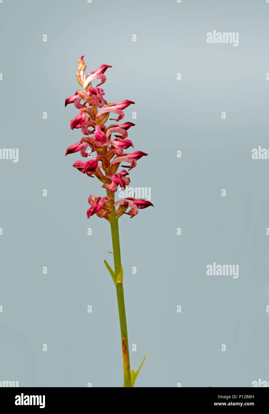 Wild orchid, Anacamptis coriophora sp fragrans. Photographed in situ in Italy, with background. Stock Photo