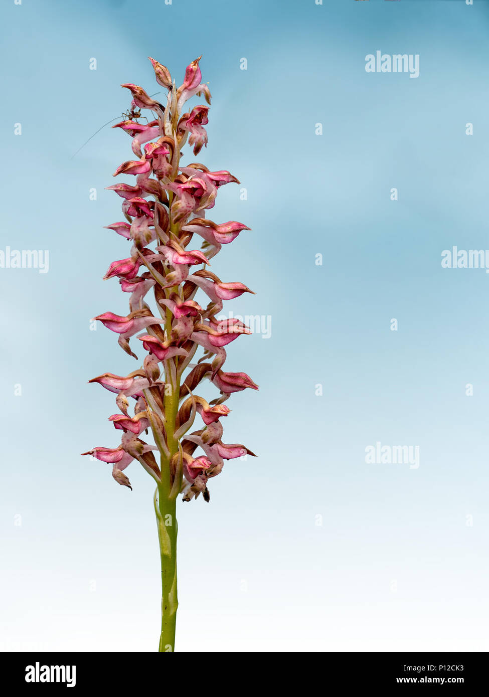Wild orchid, photographed in situ in Italy, with background. And photobomb grasshopper. Anacamptis coriophora. Stock Photo