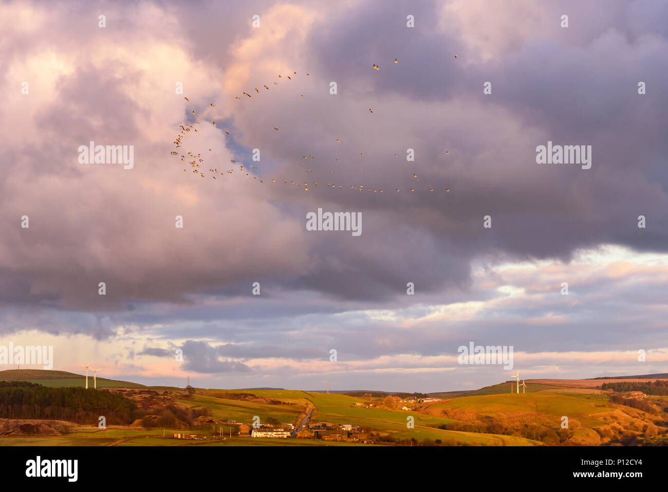 Flock of birds flying over a village in Lancashire, UK Stock Photo