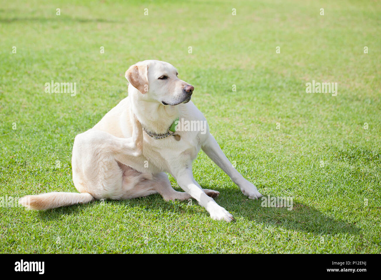 Dog with fleas scratching Stock Photo
