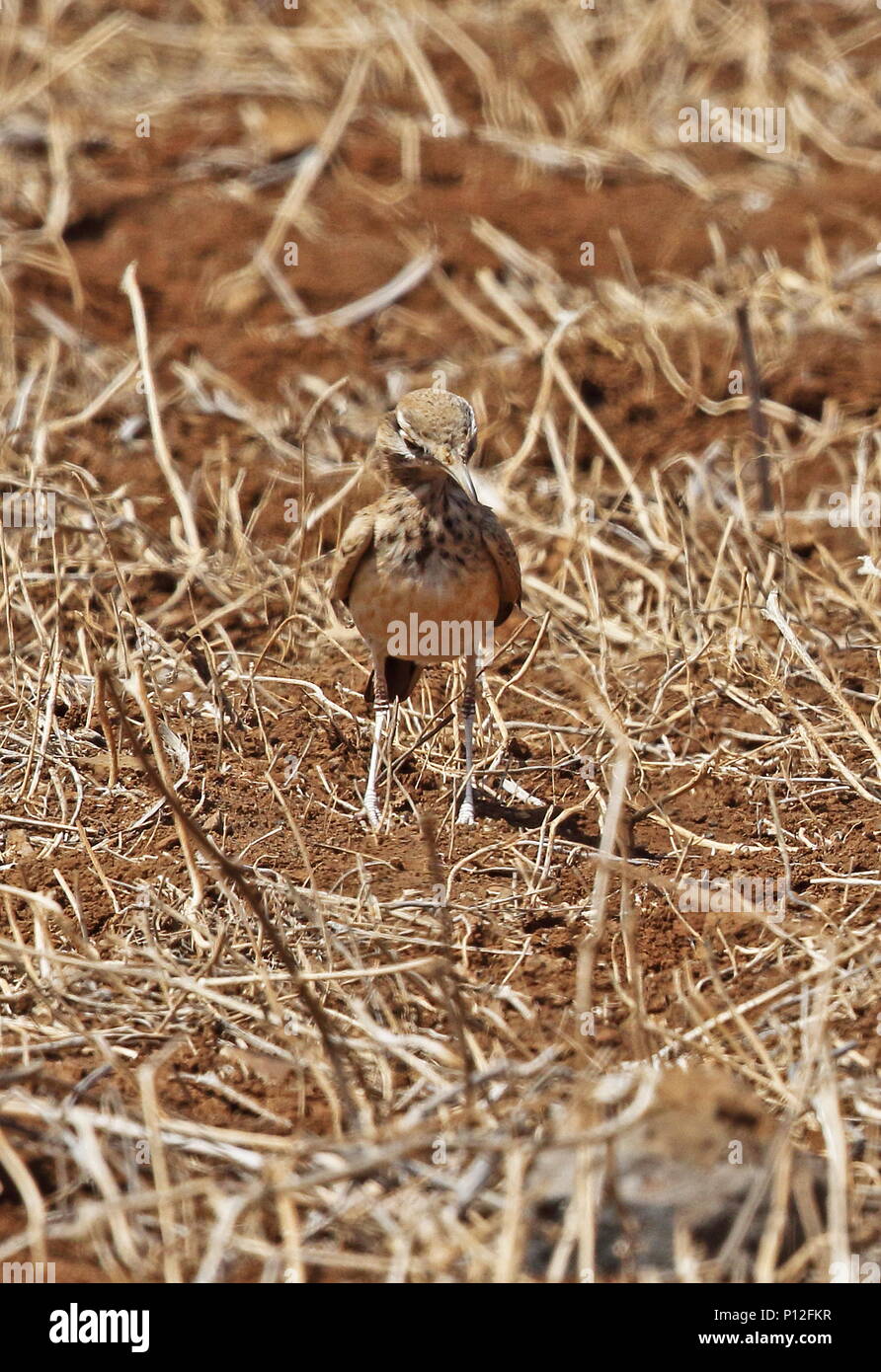 Greater Hoopoe-lark (Alaemon alaudipes) adult standing in dry grassland  Santiago Island, Cape Verde       April Stock Photo