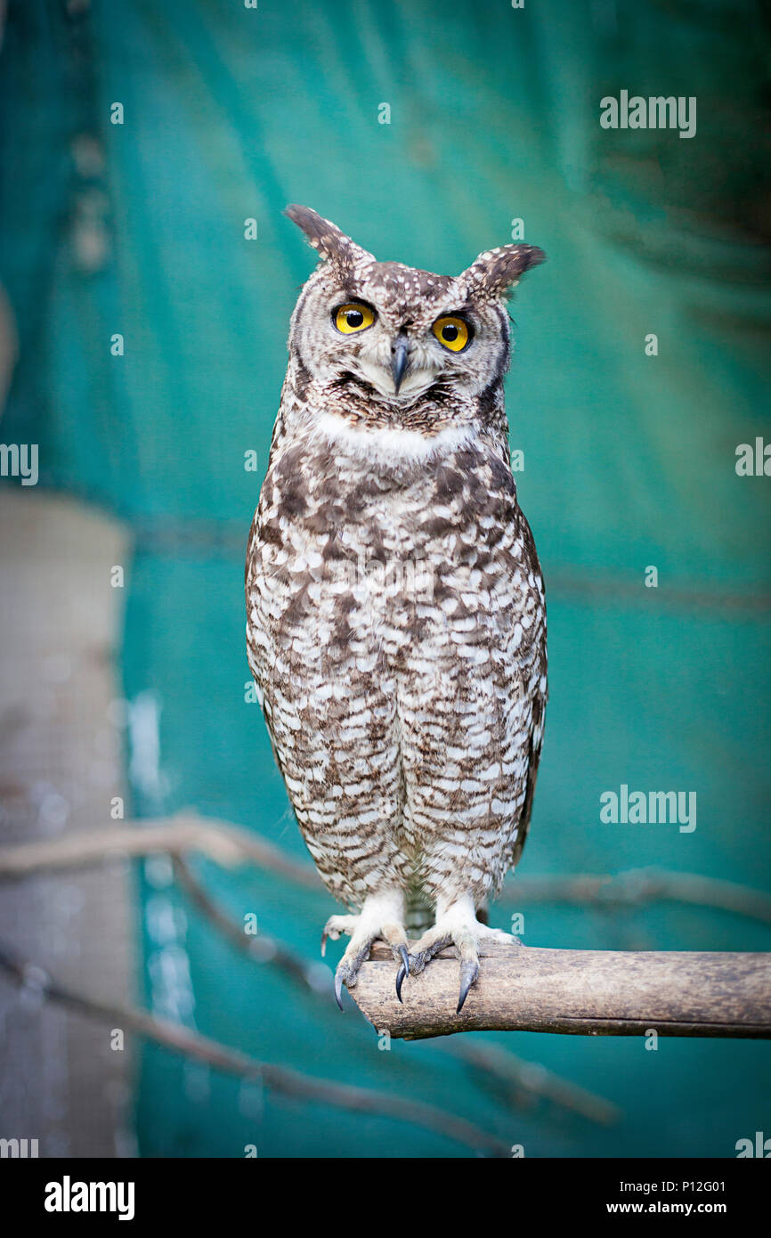 Spotted Eagle Owl Stock Photo