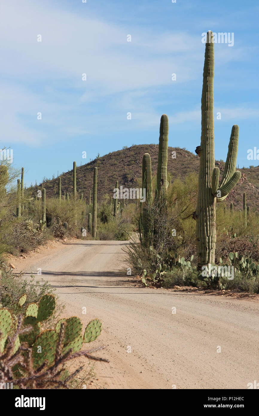 Bajada Loop Drive, a dirt road, scenic drive through Saguaro National ...