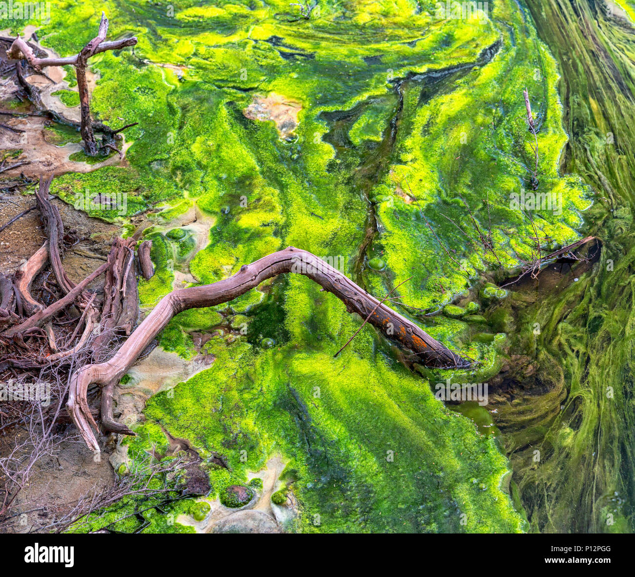 Creek overgrown by green algae, Wai-O-Tapu, New Zealand Stock Photo