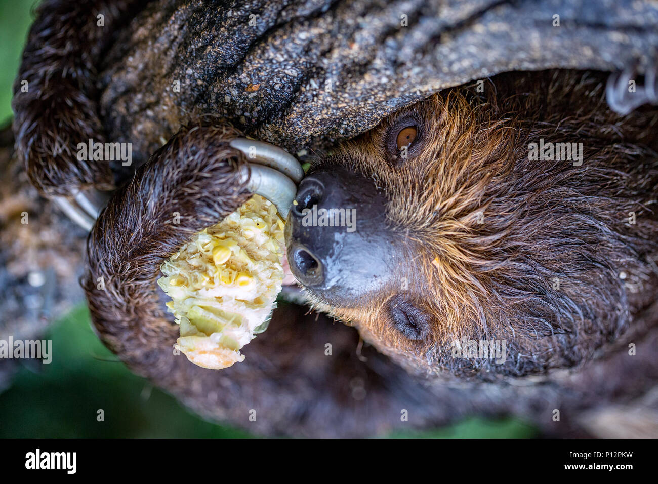 Megalonychidae; (two-toed sloth), Singapore Zoo, Singapore Stock Photo