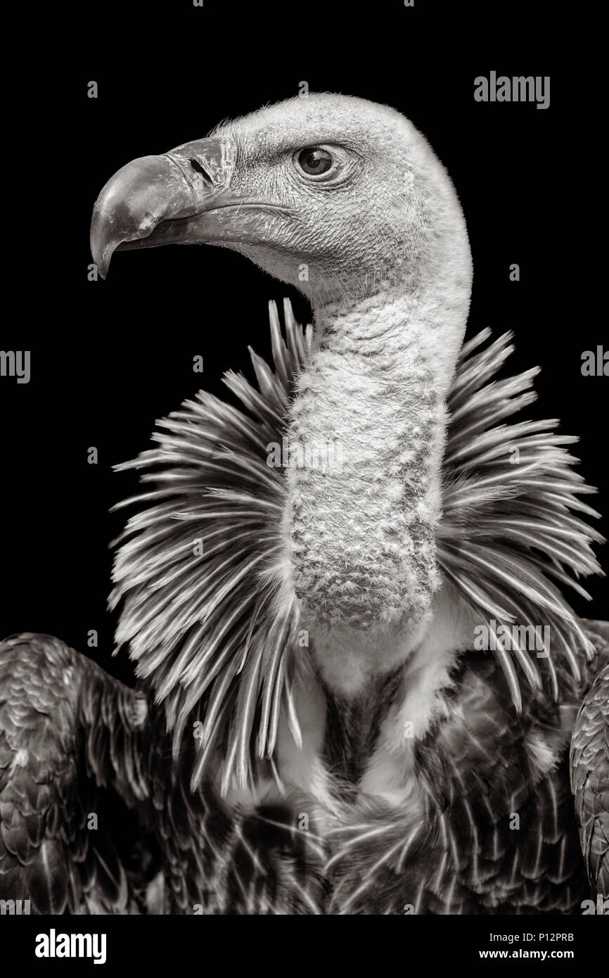 Rüppell's griffon vulture (Gyps rueppellii), France Stock Photo - Alamy