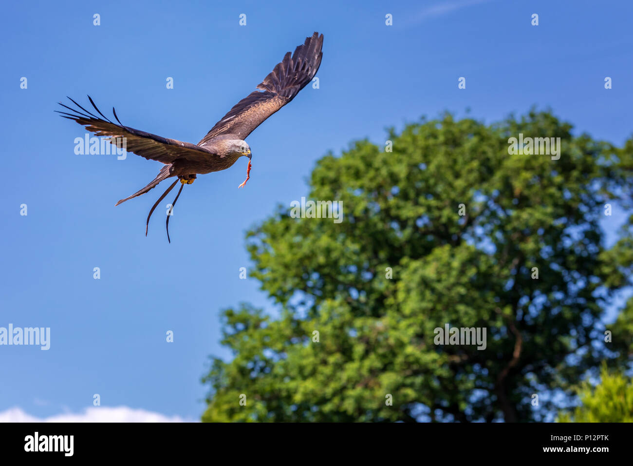Gliding flight hires stock photography and images Alamy
