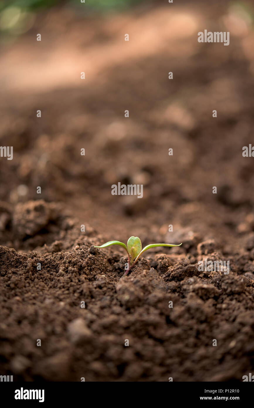 One yuong plant in a garden soil Stock Photo