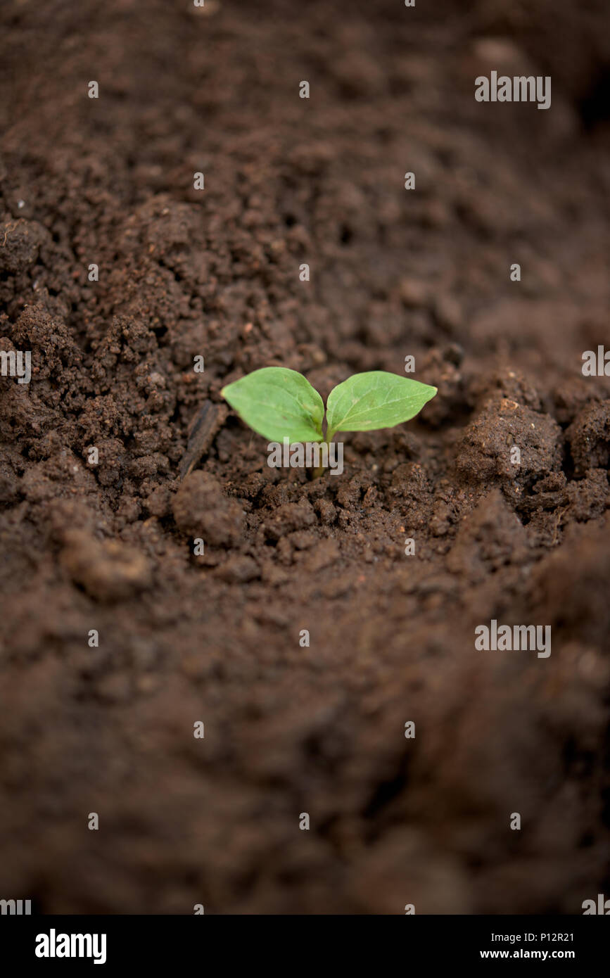 One young plant in a dirty soil Stock Photo