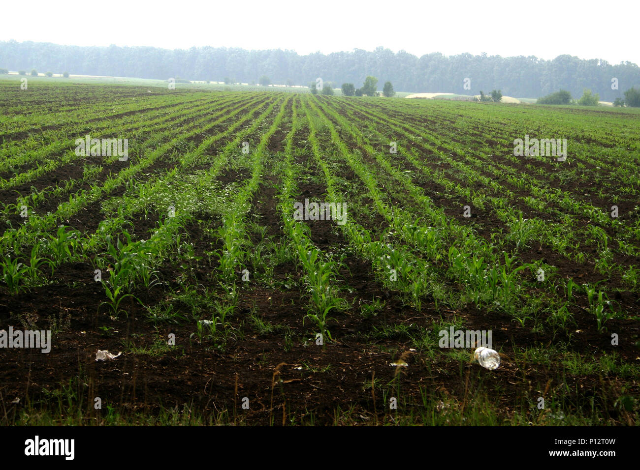 Corn field in spring Stock Photo - Alamy