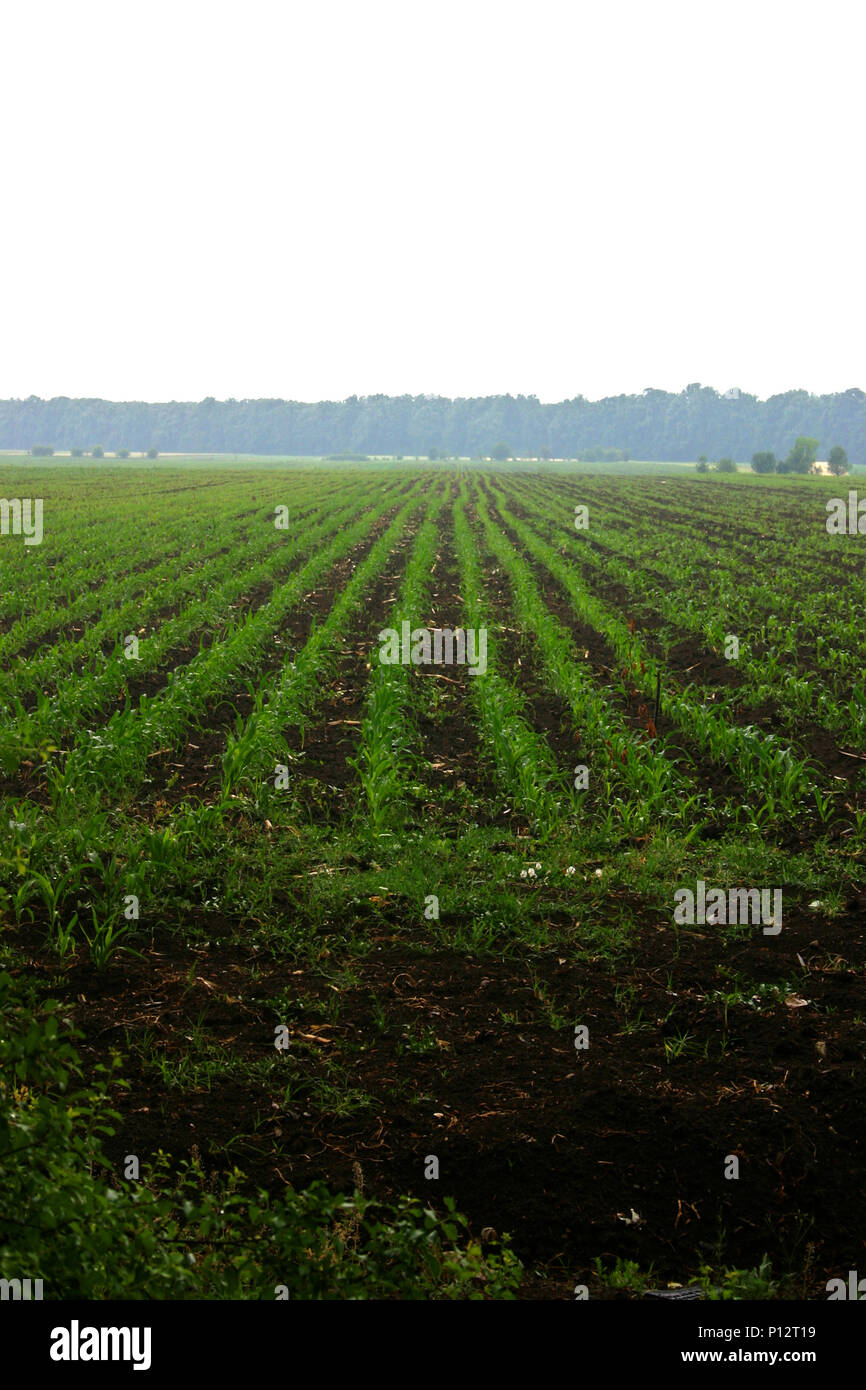 Corn field in spring Stock Photo - Alamy