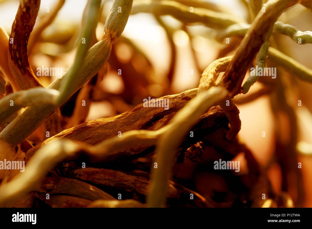 Tangled roots of orchids. Blur background. Stock Photo