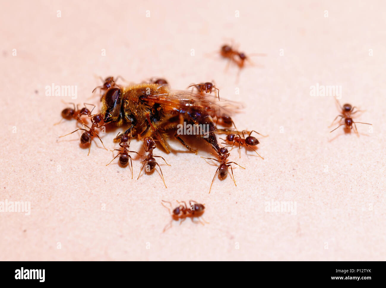 ants carry bee ,strong ant. Blur background. Stock Photo