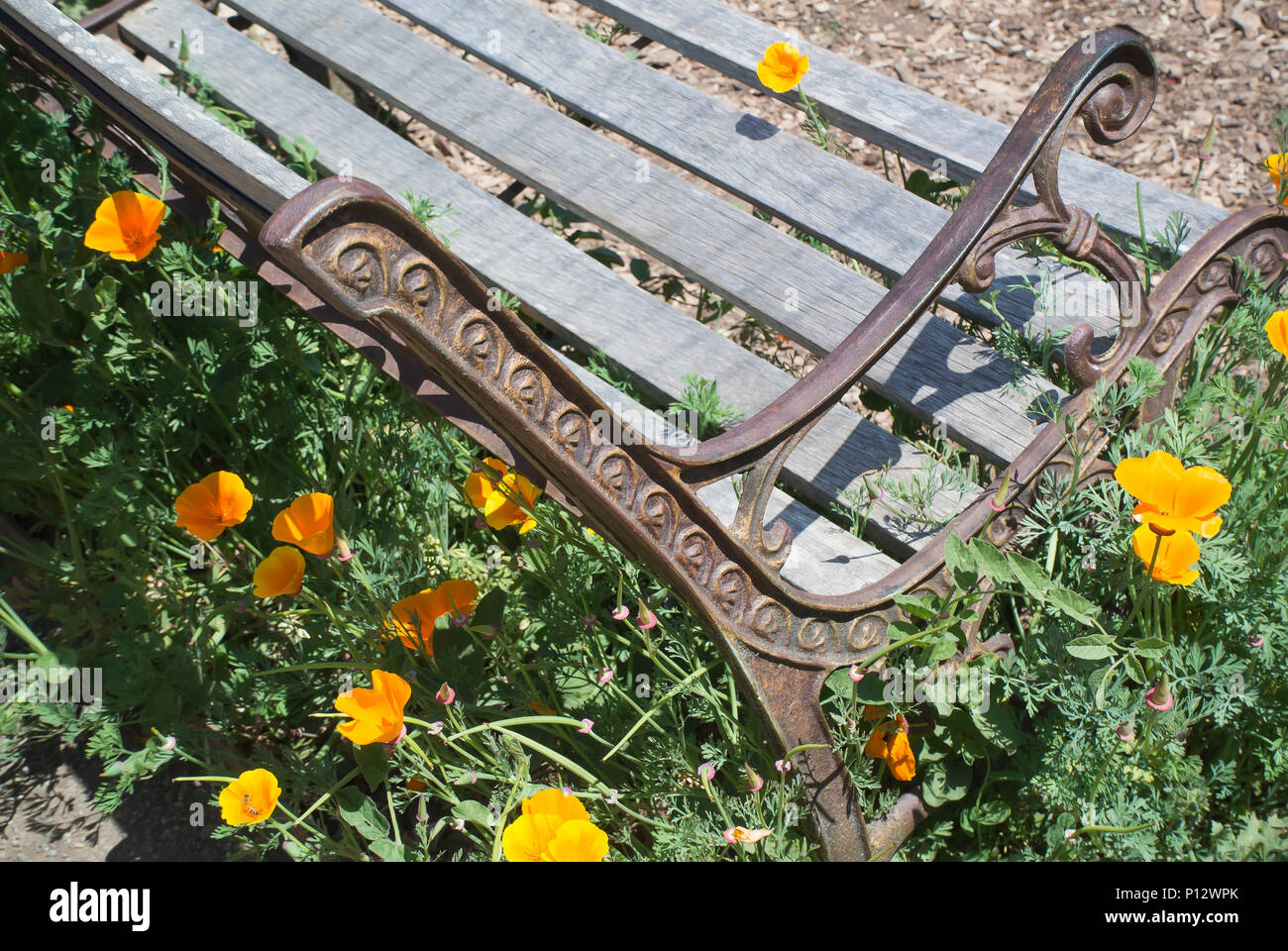 Garden Bench Surrounded by California Poppies Stock Photo