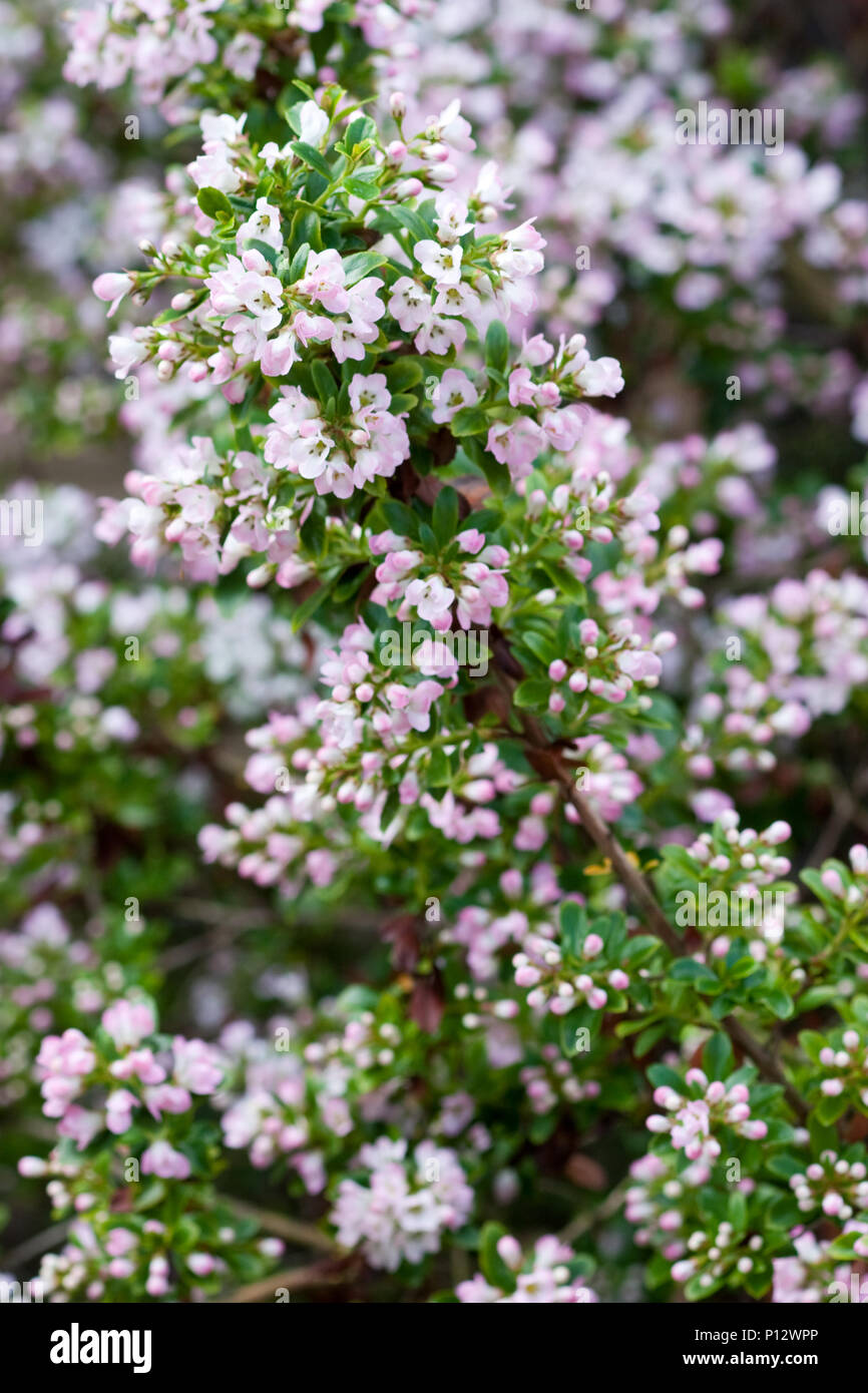 Escallonia 'Apple Blossom' in flower Stock Photo