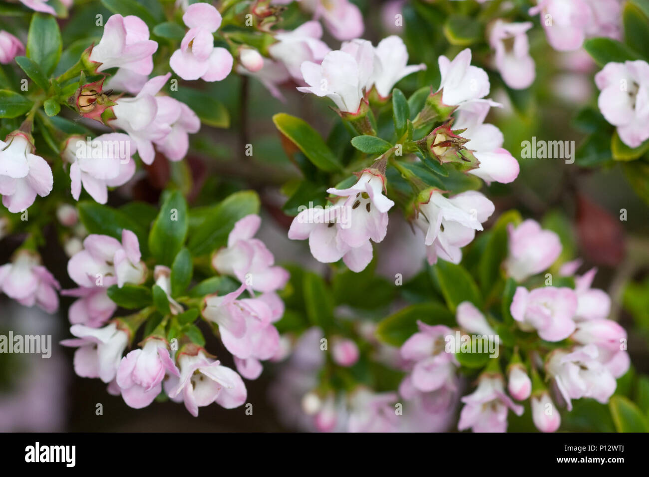 Escallonia 'Apple Blossom' in flower Stock Photo