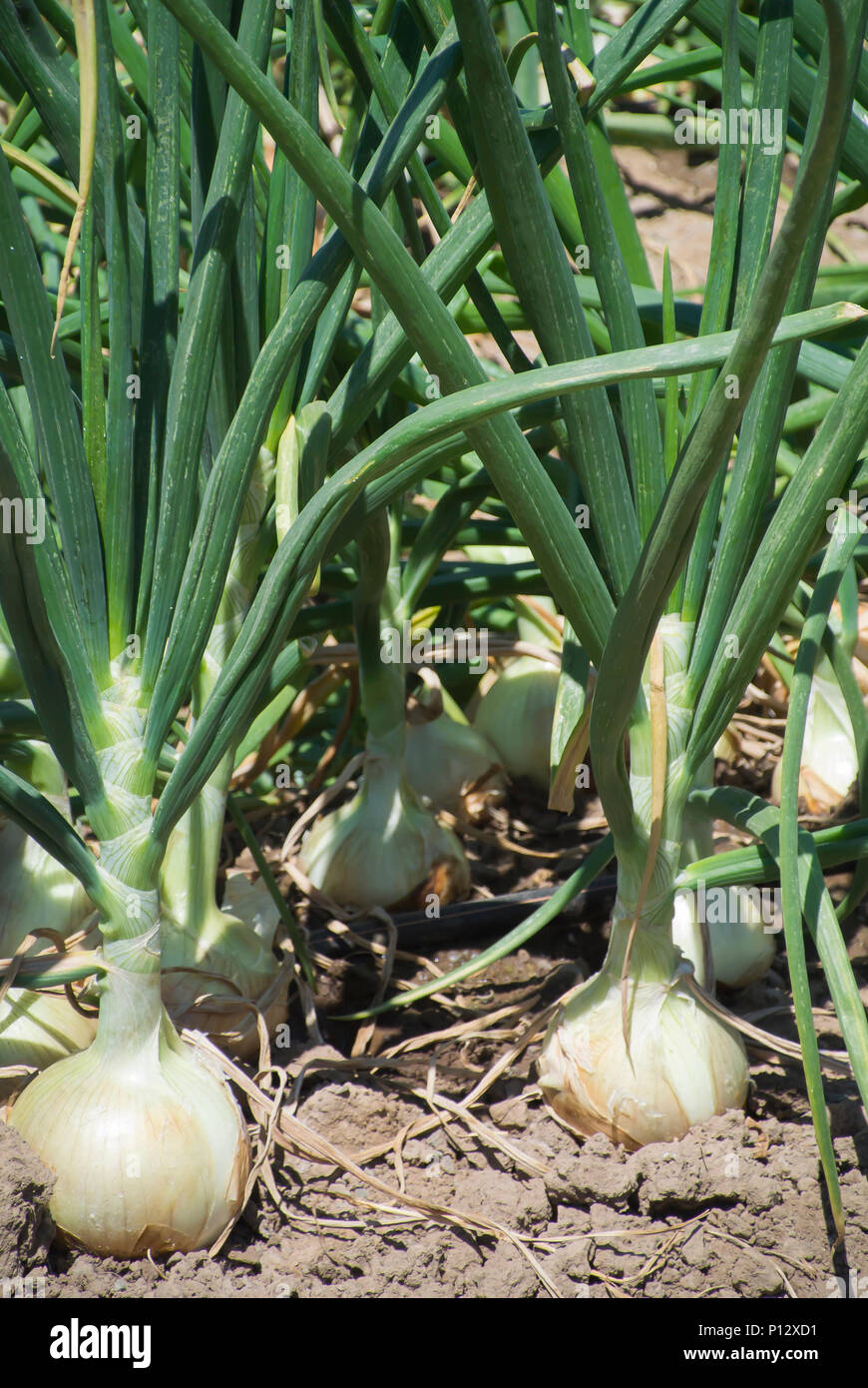 One Spring Onion Standing Partial onions hi-res stock photography and images - Alamy