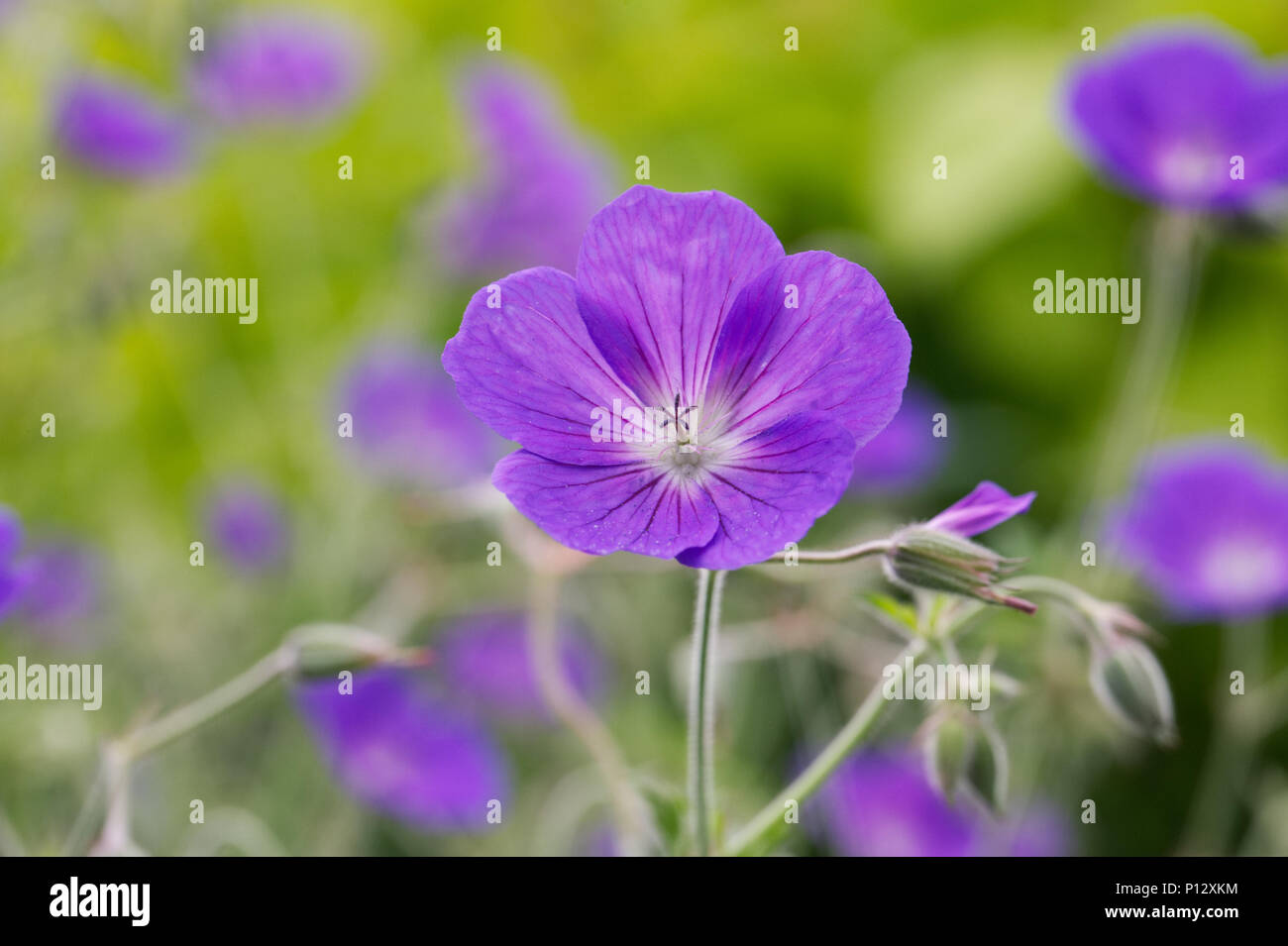 Geranium ‘Orion' flowers. Stock Photo