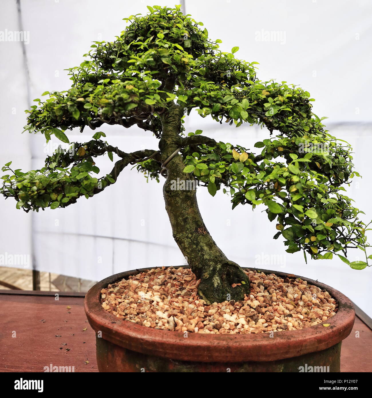 Bonsai or 'tray planting'-Japanese art of cultivating small trees in containers that mimic the shape and scale of full size trees. Streblus asper or k Stock Photo