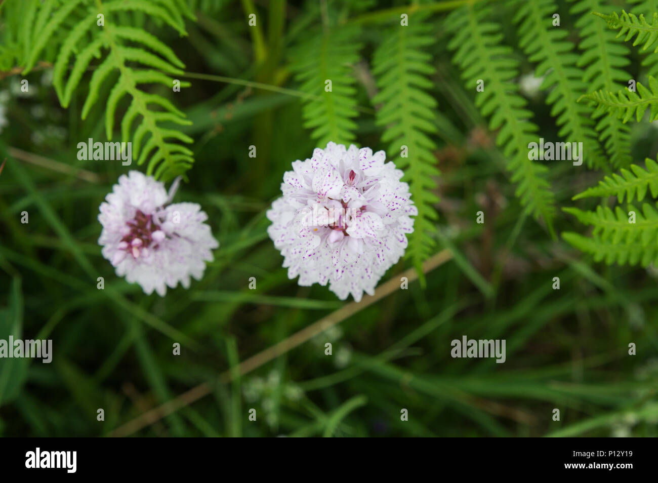 Heath-Spotted Orchids flowering in amongst the bracken Chailey Common Nature Reserve in East Sussex Stock Photo