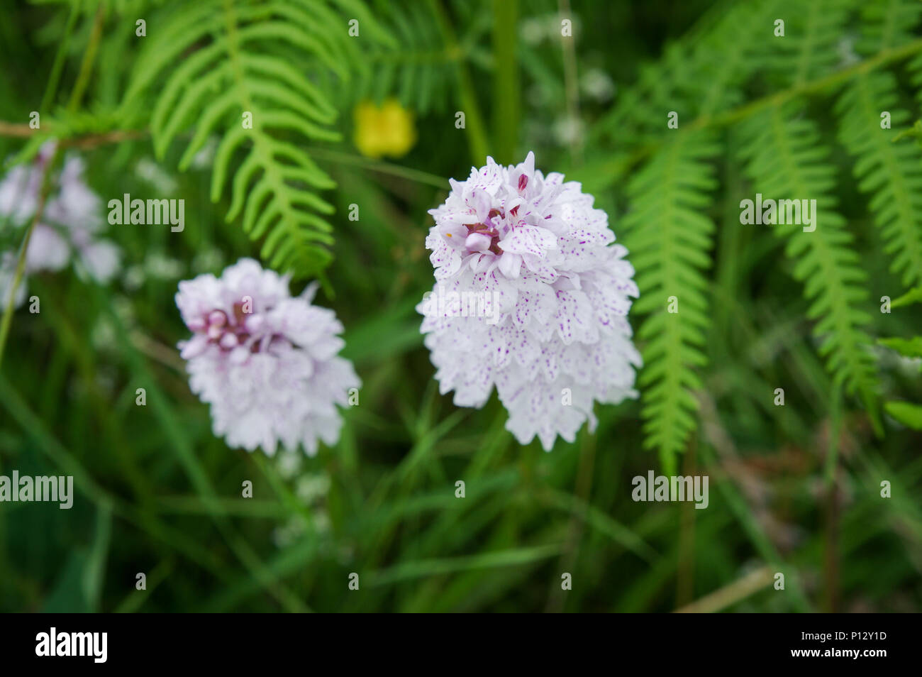 Heath-Spotted Orchids flowering in amongst the bracken Chailey Common Nature Reserve in East Sussex Stock Photo