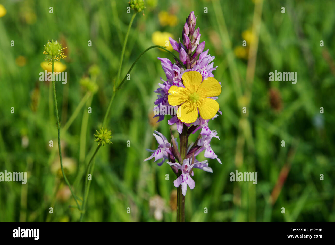Beautiful Common spotted-orchid (Dactylorhiza fuchsii) in Bedelands Nature Reserve, Sussex Stock Photo