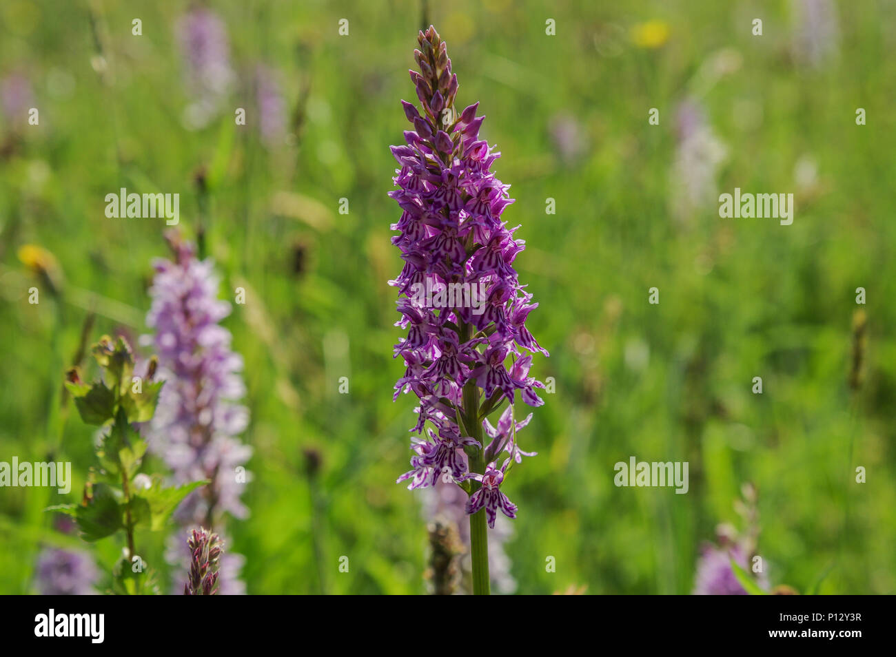 Beautiful Common spotted-orchid (Dactylorhiza fuchsii) in Bedelands Nature Reserve, Sussex Stock Photo