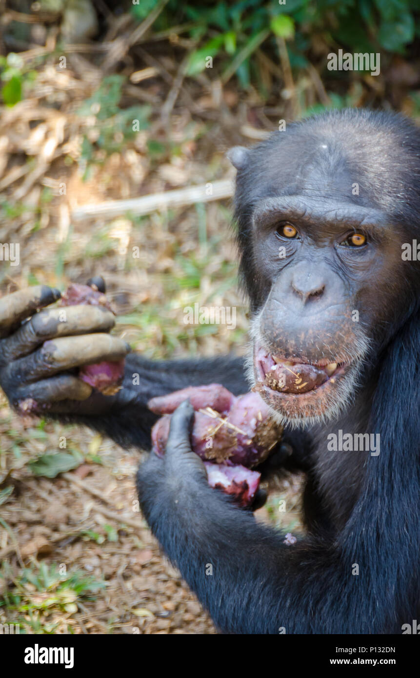Portrait of chimpanzee eating sweet potatoes while sitting on ground in ...