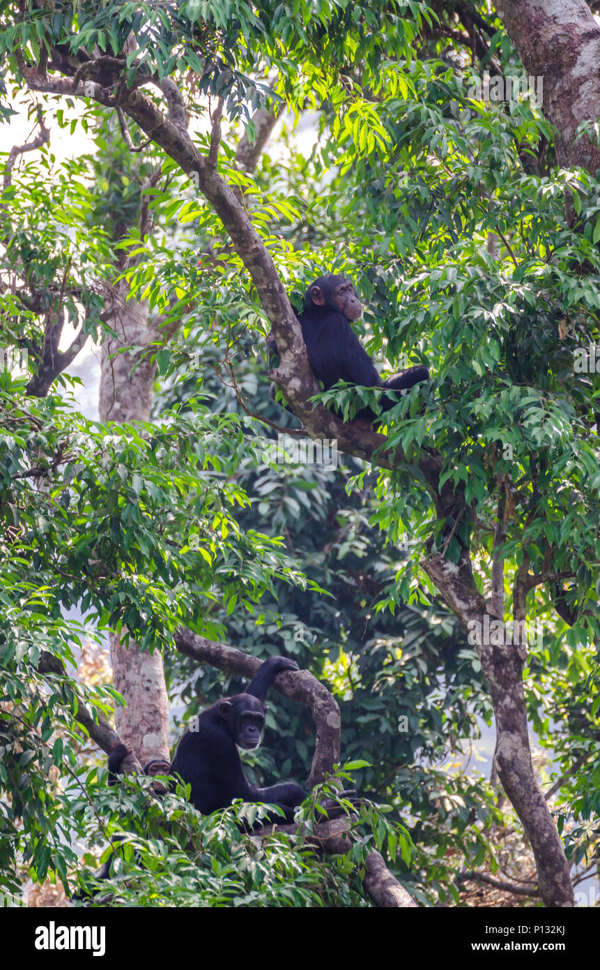 Two chimpanzees sitting relaxed in lush green tree resting, Sierra Leone, Africa Stock Photo