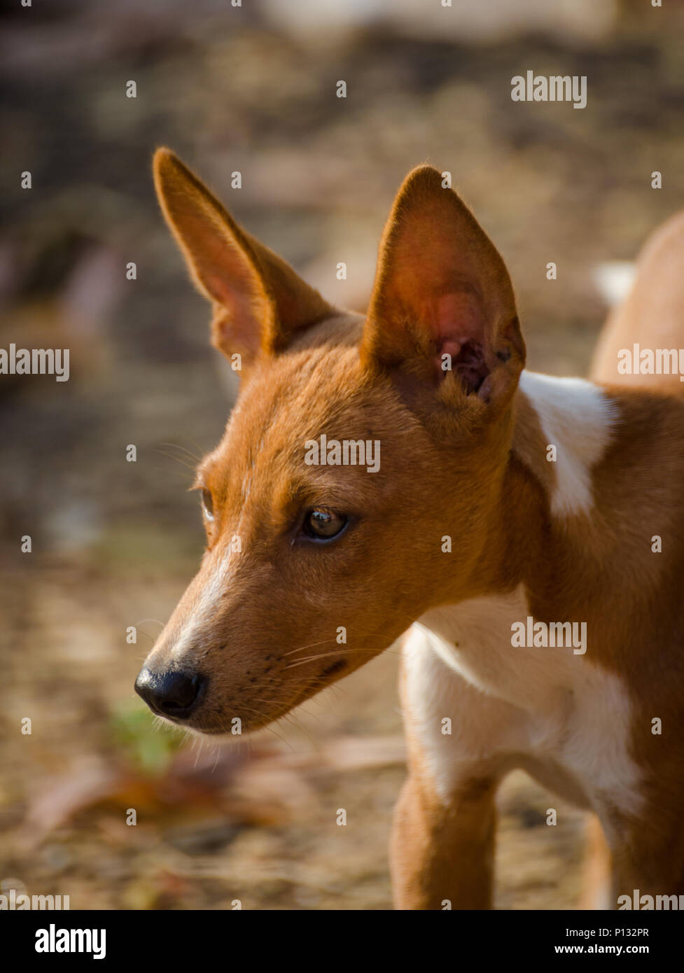 Portrait of beautiful young mixed race stray dog in Sierra Leone, Africa Stock Photo