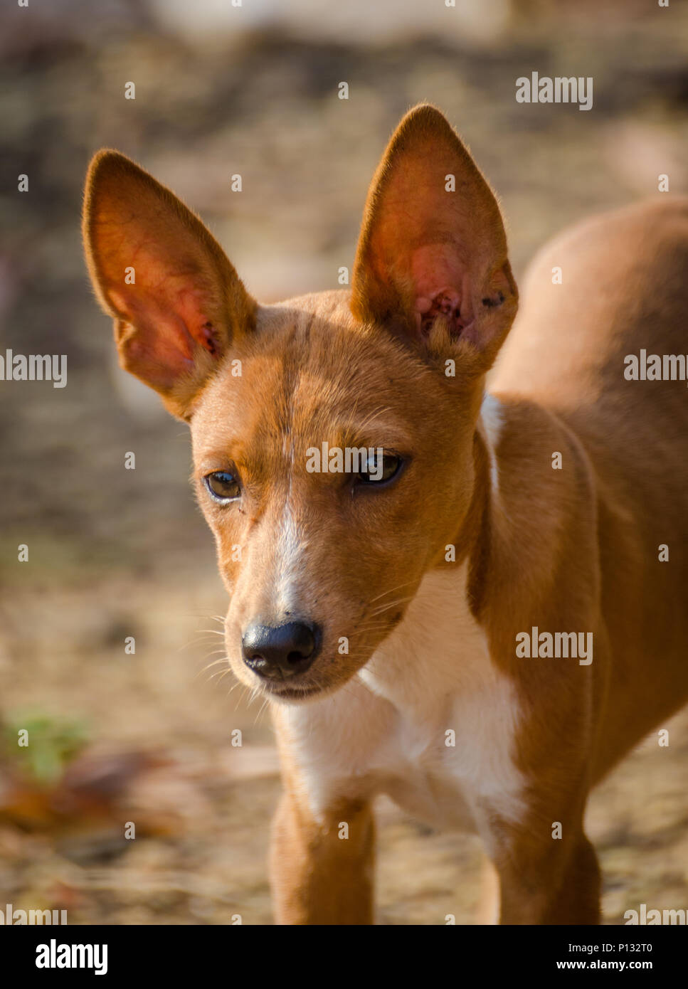 Portrait of beautiful young mixed race stray dog in Sierra Leone, Africa Stock Photo