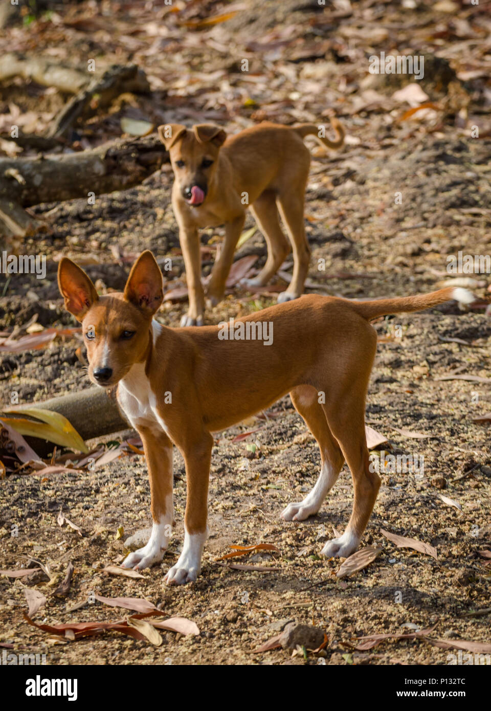 Portrait of two beautiful young mixed race stray dogs in Sierra Leone, Africa Stock Photo