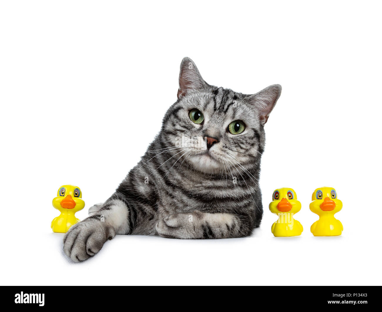 Handsome black tabby British Shorthair cat with green laying down with