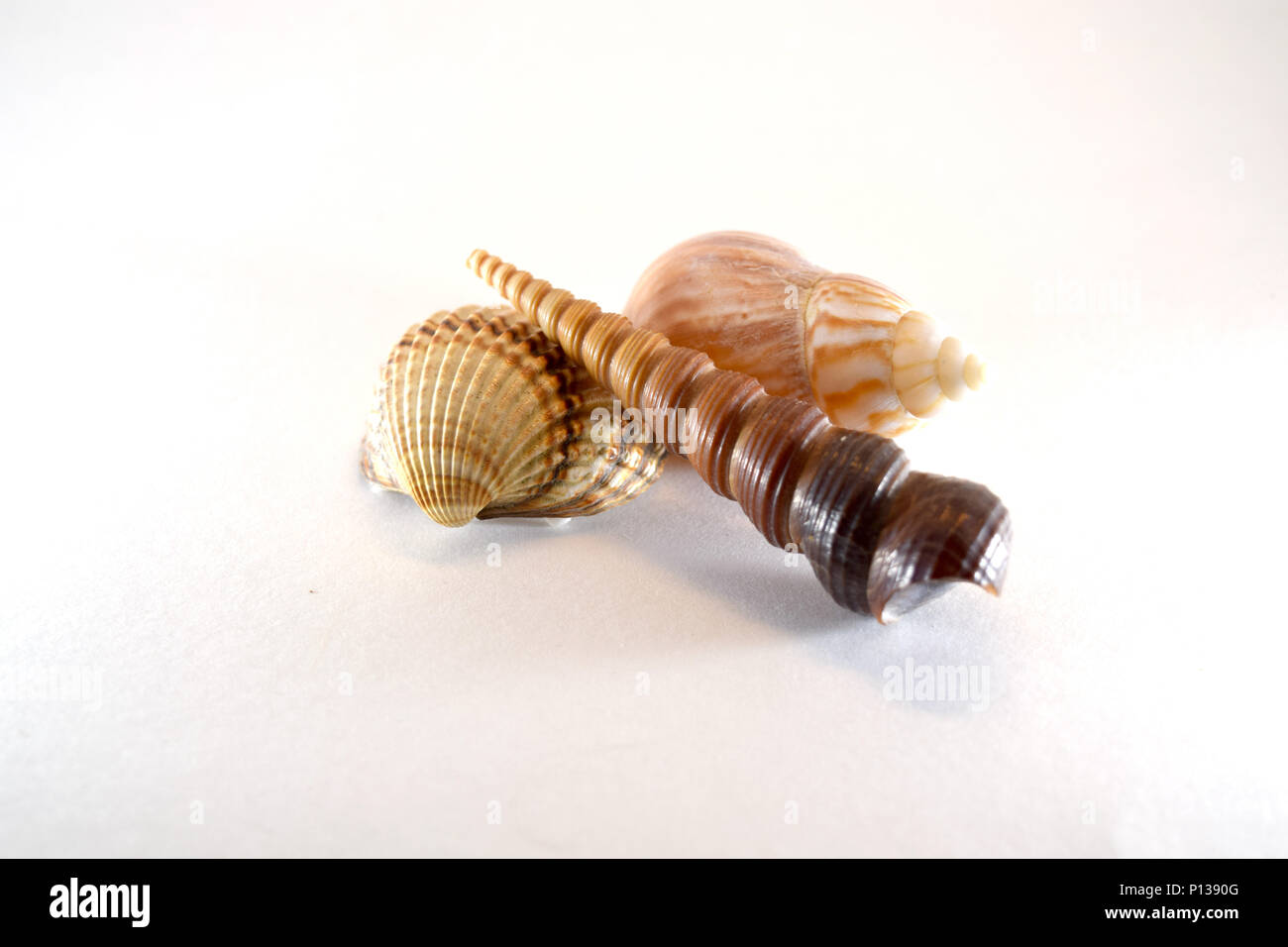 Three shells: boring turret snail, cockle, Florida rock - isolated Stock Photo