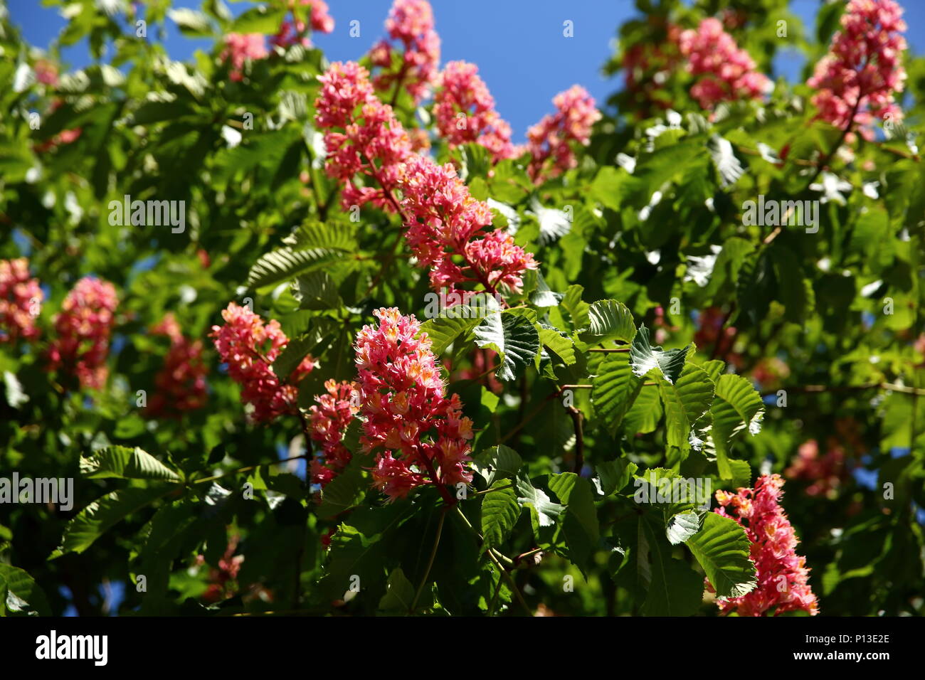 Spring flowers on a chestnut tree Stock Photo Alamy