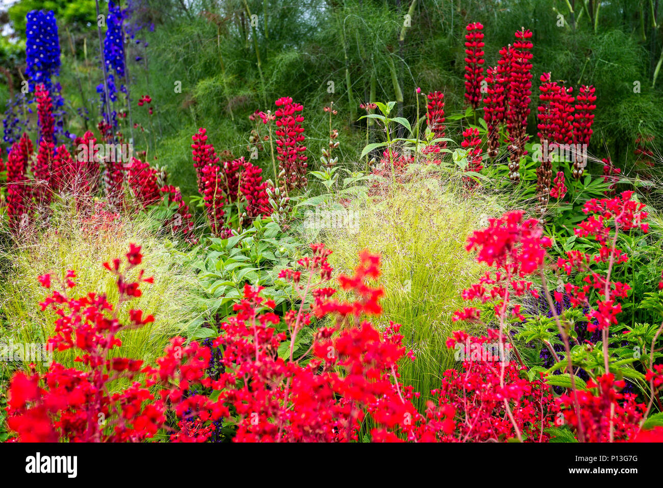 Colourful and vibrant garden border with red, yellow, blue and green ...