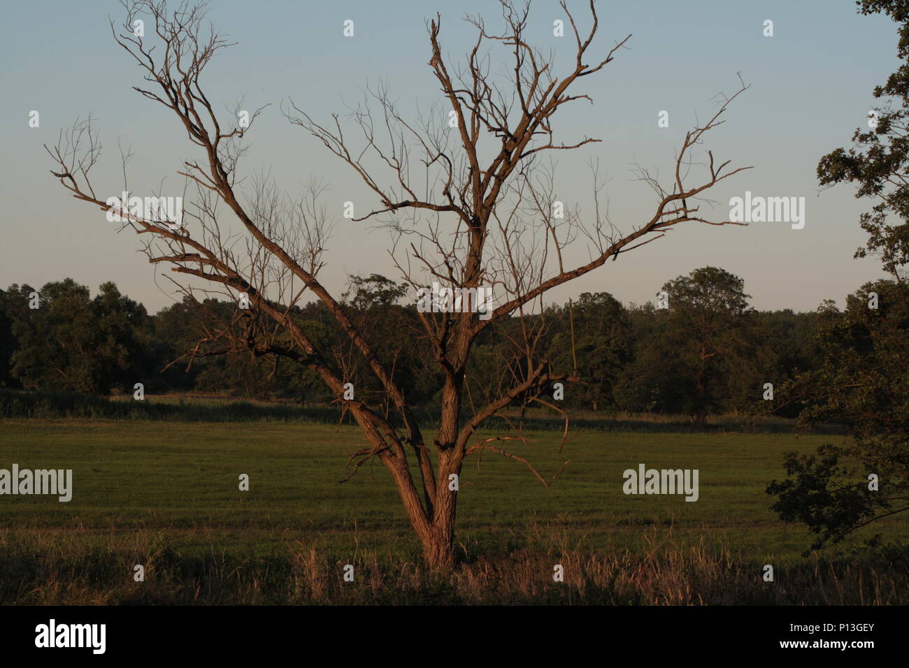 Maagical tree without leaves on the meadow Stock Photo