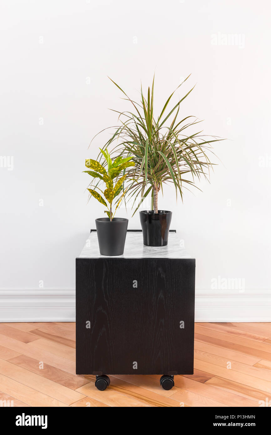 Madagascar dragon tree and Gold Dust Croton plant in black pots, on a side table with wheels. Stock Photo