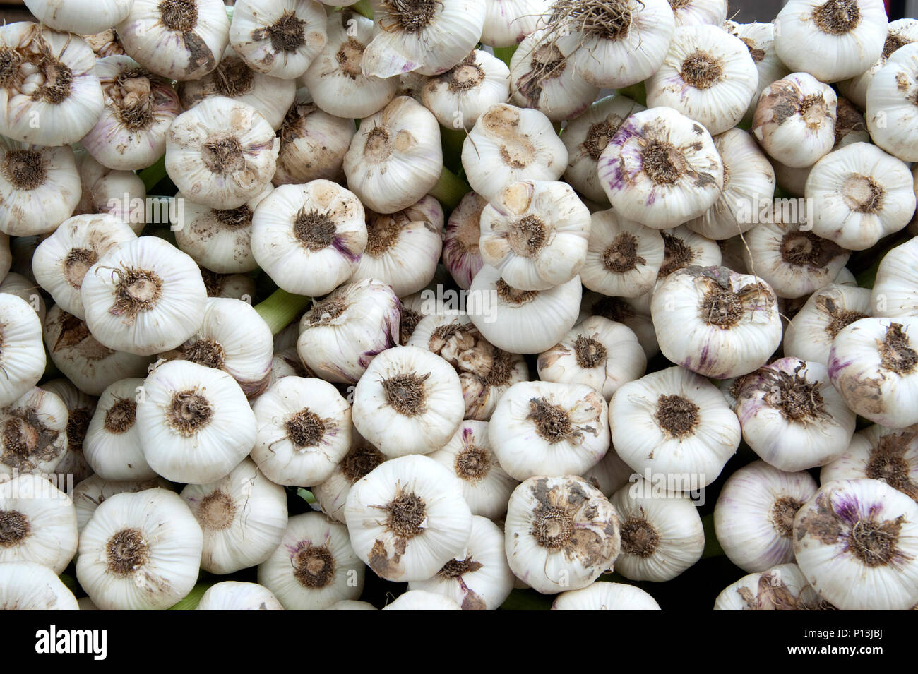 Fresh garlic buds in a stack at a market in France Stock Photo Alamy
